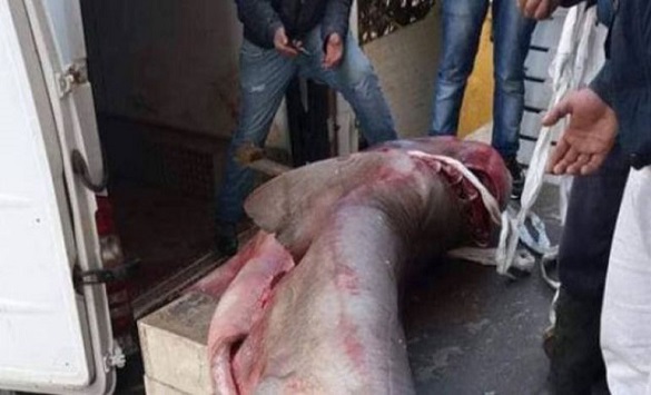 Во близина на Драч уловена ајкула тешка 340 килограми