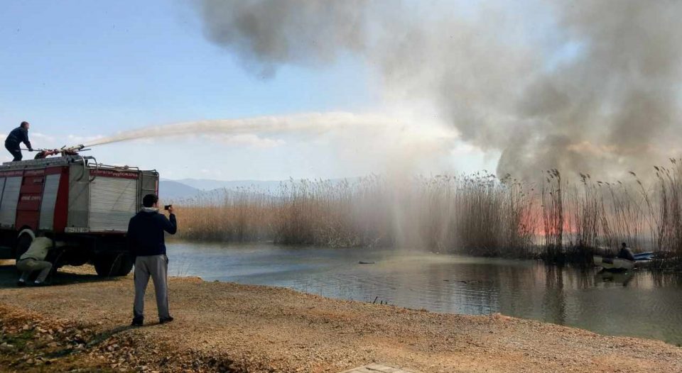 Поведена постапка против две лица за сечење на трската на крајбрежје во Струга