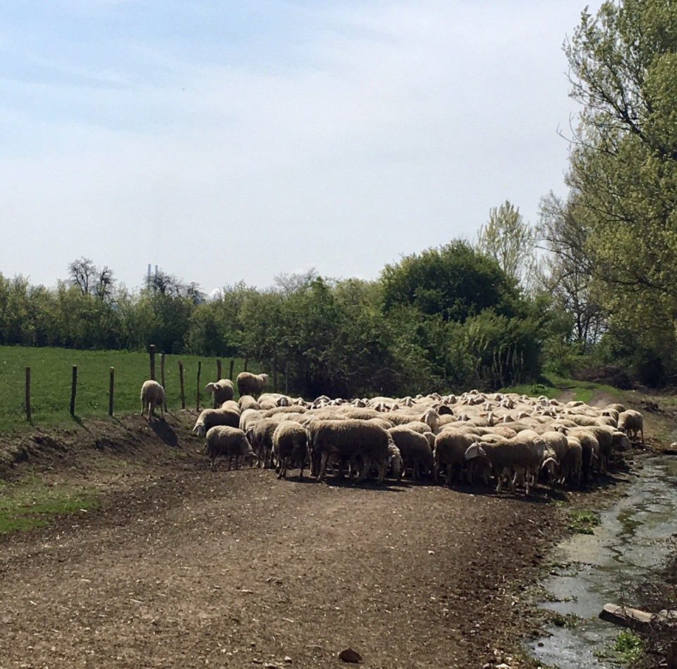 Драга Американска амбасадо, ќе ни ја објасните симболиката?