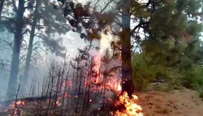 Над 50 хектари шума зафатени во пожарот кај кочанското село Цера на Осоговските Планини