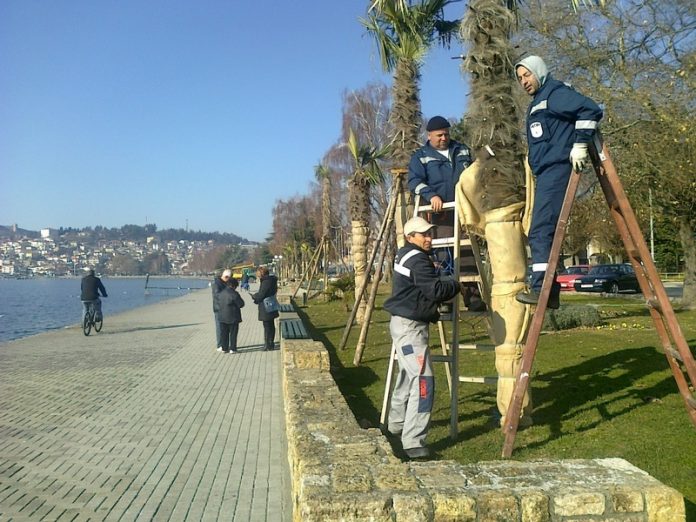 Градоначалникот на Охрид нареди да се откорнат 250 палми