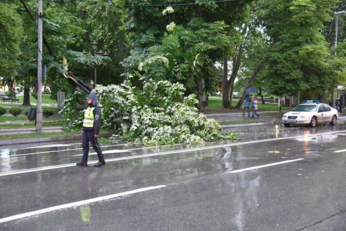 Силниот ветер сруши дрво во центарот на Скопје (ФОТО)