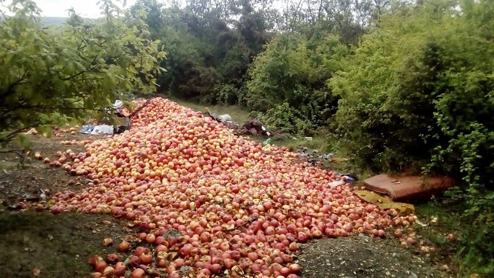 Земјоделците го фрлаат својот род бидејќи нема откуп