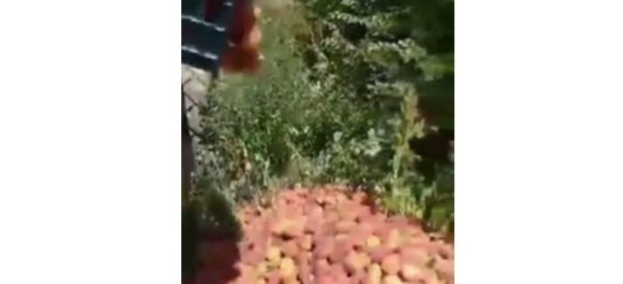Најубав лек, да не се нервира човек: Росоманци ги сечат овошките, праските ги фрлаат