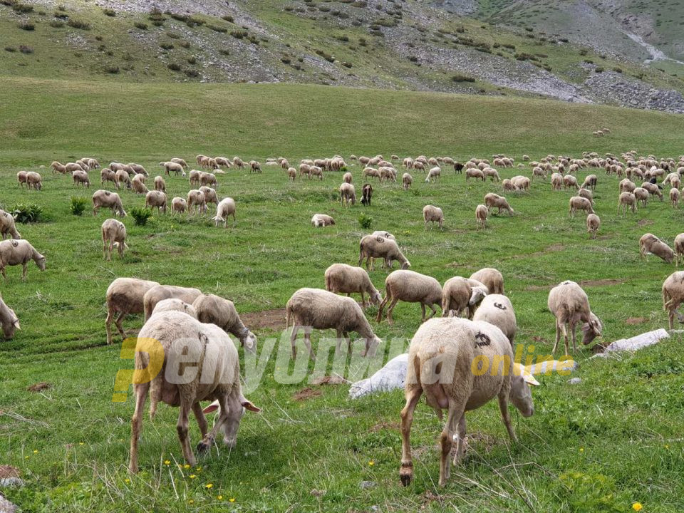 Украдени 48 овци од штала во Градец