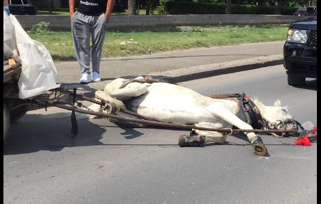 Уште еден коњ колабираше на улица во Скопје