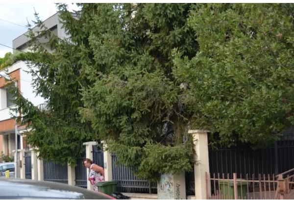 Сите се обидуваа да ја лоцираат, а Катица дома чека развој на настаните