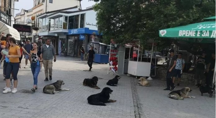 Кучињата нападнаа туристи во Охрид