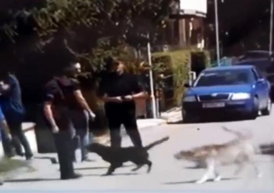 Кучињата во одбрана на Катица, им рипнаа на полицајците што ја апсеа