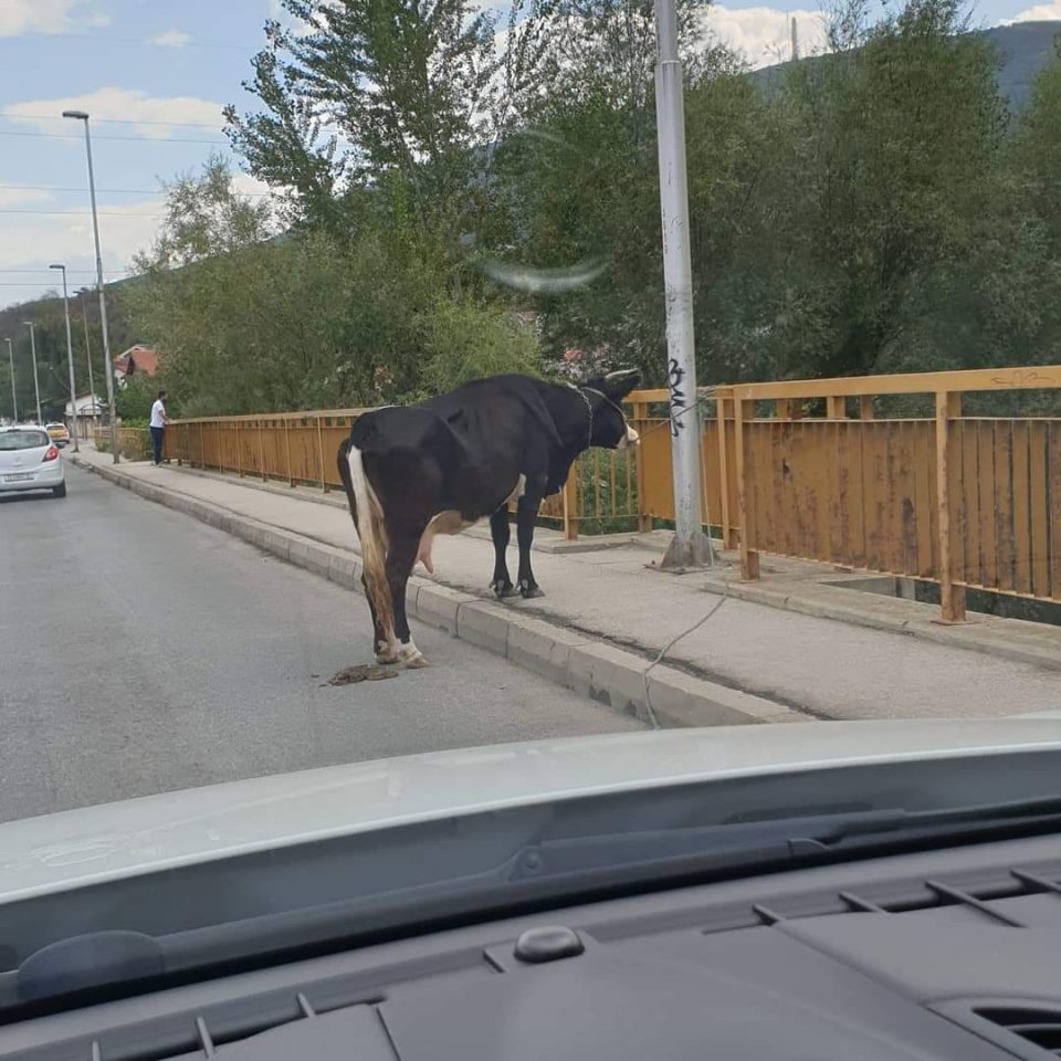 Крава паркирана на мост