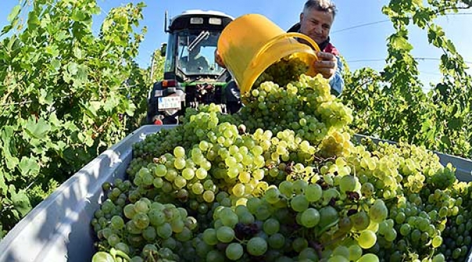 Вранецот ќе се откупува за 15 денари, а Смедеревката за 13 денари