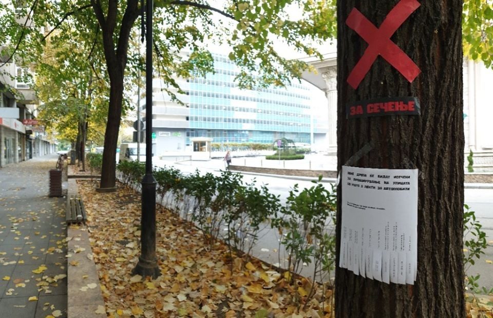Герила акција: Ќе „загине“ ли еден од најубавите дрвореди во центарот на Скопје?!
