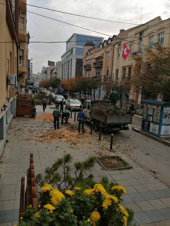 Исечените јапонски цреши на „Максим Горки“ биле стари и болни, ќе се садат нови во понеделник