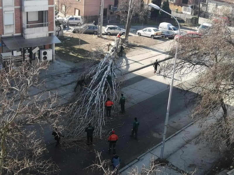 Шилегов ги масакрира дрвјата во Ѓорче Петров