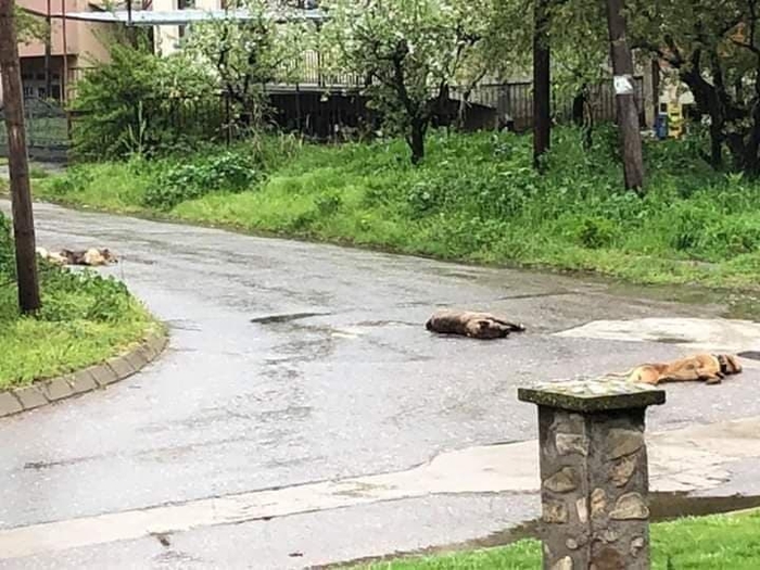 Безживотни тела на кучиња по улиците на Виница