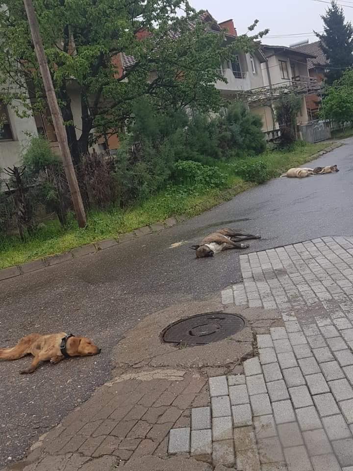 Oтруени кучиња оставени на улица во Виница