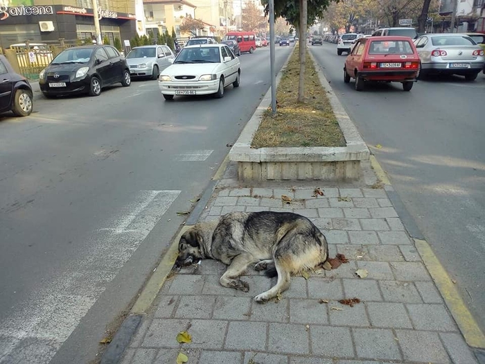 Ново масовно труење кучиња во Битола