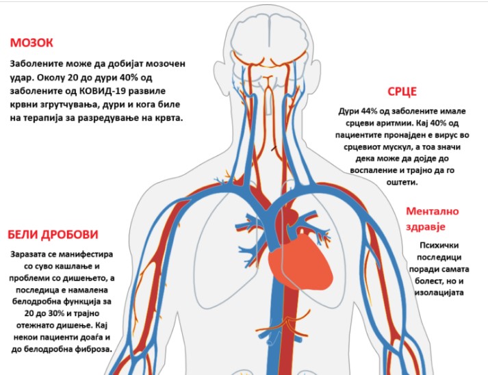 Ковид 19 ги напаѓа белите дробови, срцето, мозокот, бубрезите, крвните садови, но и репродуктивните органи кај мажите