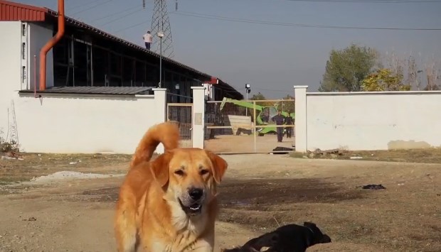 Граѓани реагираат дека „Лајка“ им наплаќа превисоки суми за да им ги врати заловените миленици