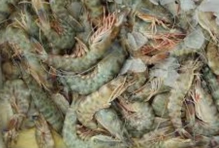 Во Кина пристигнаа пакети со шкампи заразени со корона