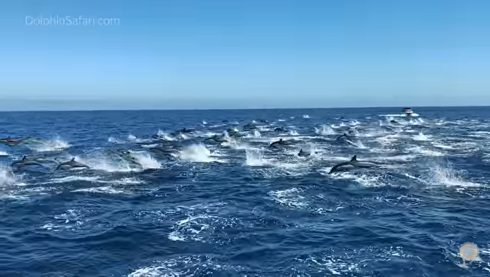 Во бугарските територијални води во Црно Море регистрирани се 74.000 делфини