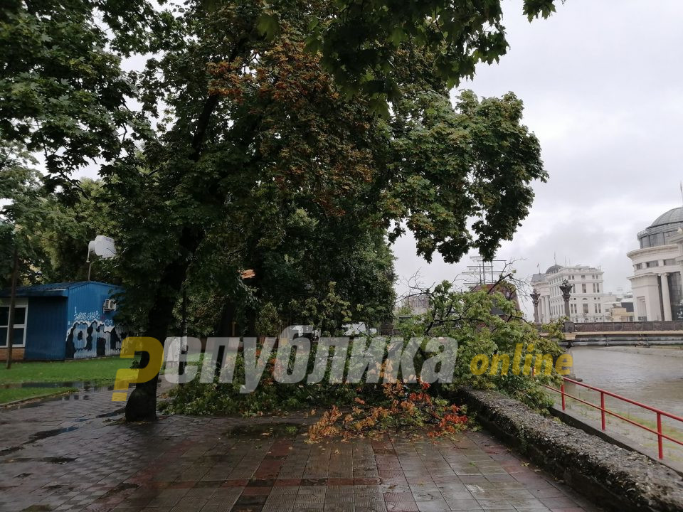 Ветерот корнеше дрвја на Кеј