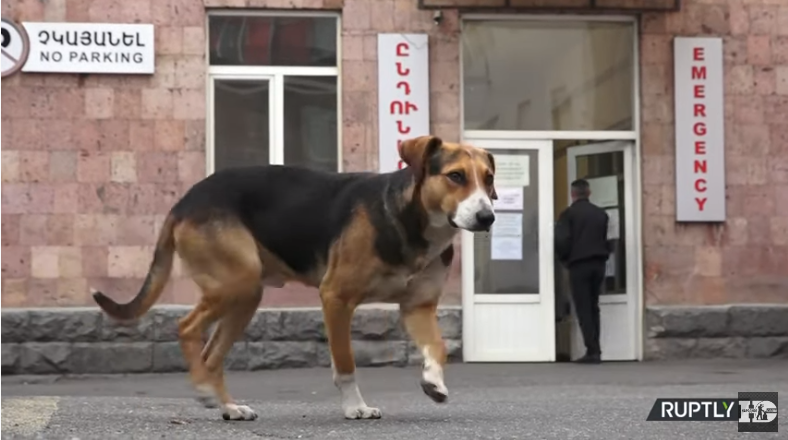 Куче го чека својот сопственик пред болницата каде му ги лечат раните од војната во Нагорно Карабах