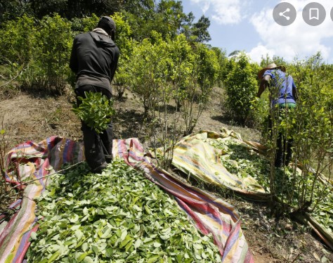 Се пукаа за 9.700 хектари кокаин: Нарко картелите во Колумбија повторно се пресметуваат