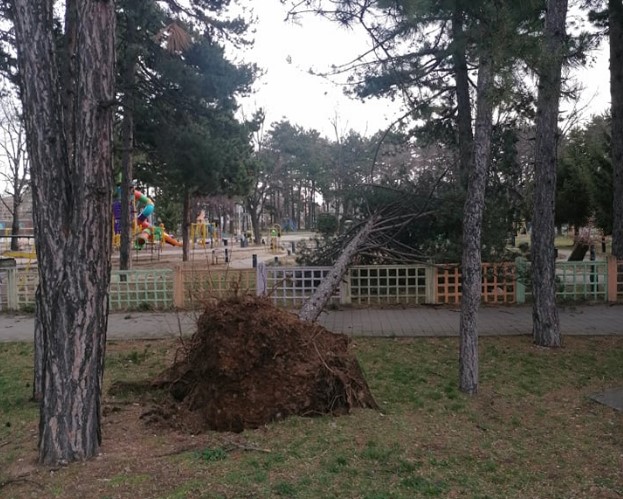 Силен ветер корнеше дрвја низ Битола