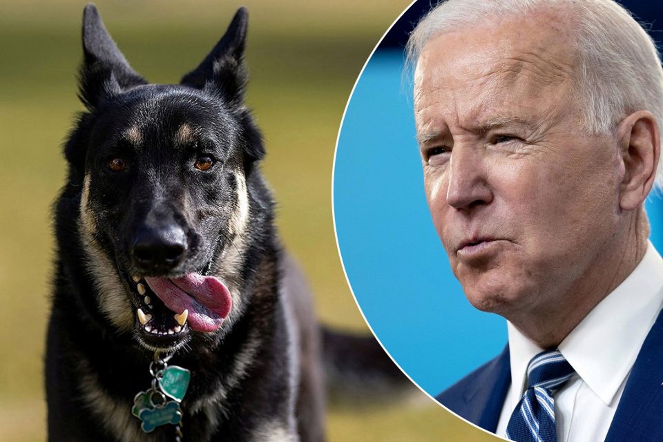 Кучето на Џо Бајден повторно гризна човек