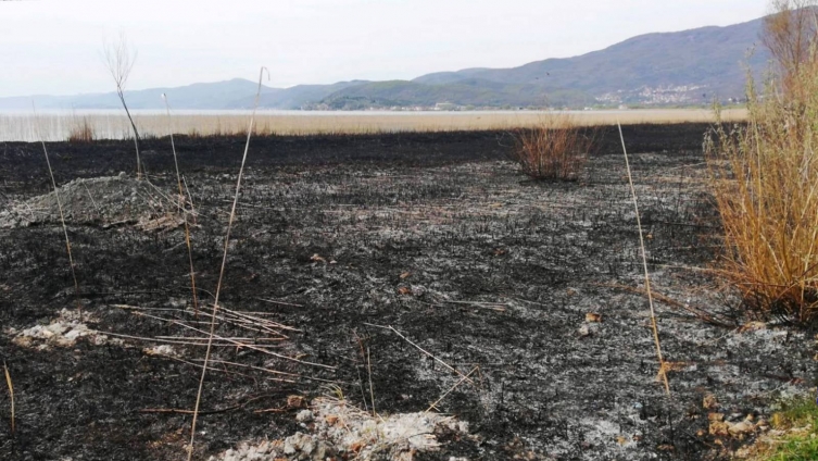 Повторно гори трска во Струга