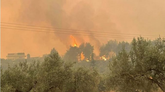 Изгоре плантажа со лешници во Вевчани