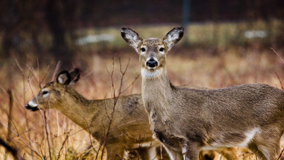 Заразени со Ковид-19 биле 40 отсто од дивите елени во северниот дел на САД