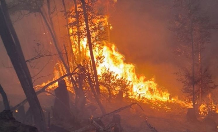 Во пожарот во Горно Мелничани опожарени 10 хектари високо стеблеста букова шума