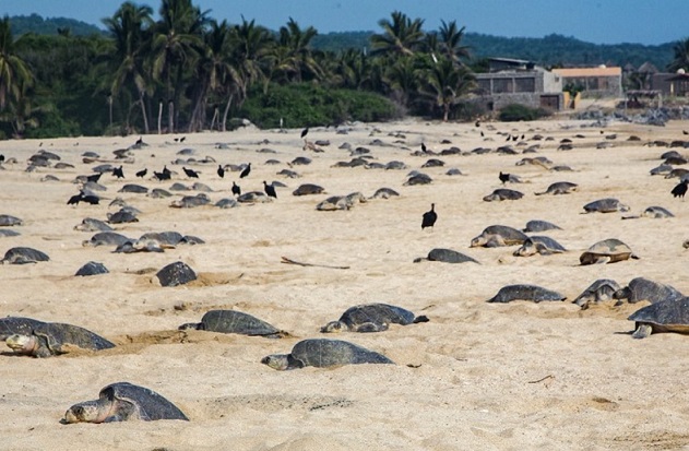 Се удавиле заплеткани во нелегални рибарски мрежи: Стотици мртви желки се појавија на плажа во Мексико