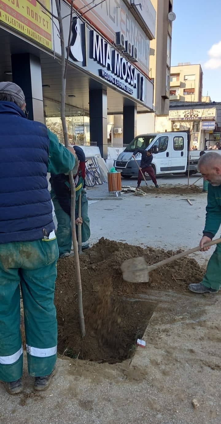 „Паркови и зеленило“ посади млади садници на булевар „Крсте Мисирокв“