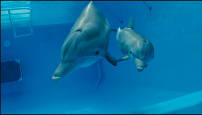 Дресирани воени делфини ја штитат руската поморска база на Крим