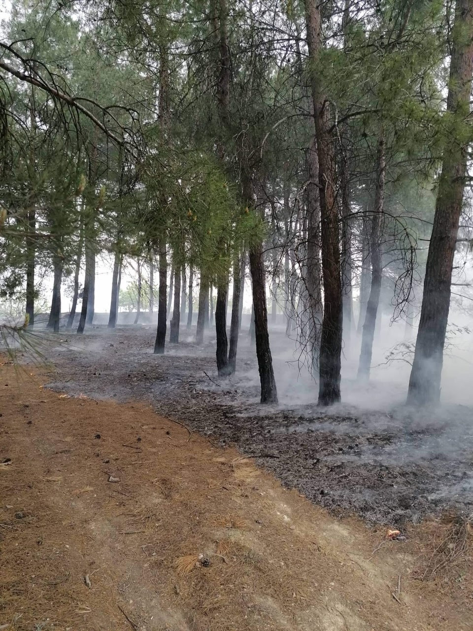 Изгореа автомобил, трактор, гаража и шупа во Камендол